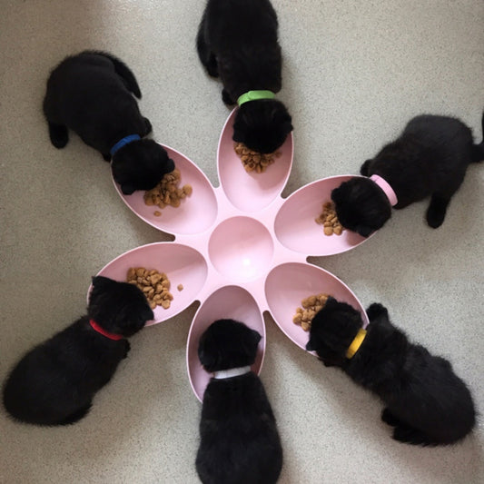 Petal-Shaped Dog Bowl Set